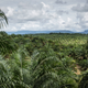 A palm oil plantation in Indonesia.